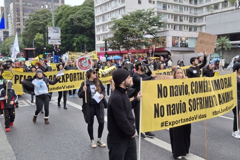 Cynthia Gonçalves | Patre